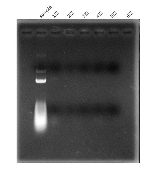 2014년 2학년 2학기 미생물/생화학 실험 결과 썸네일 이미지