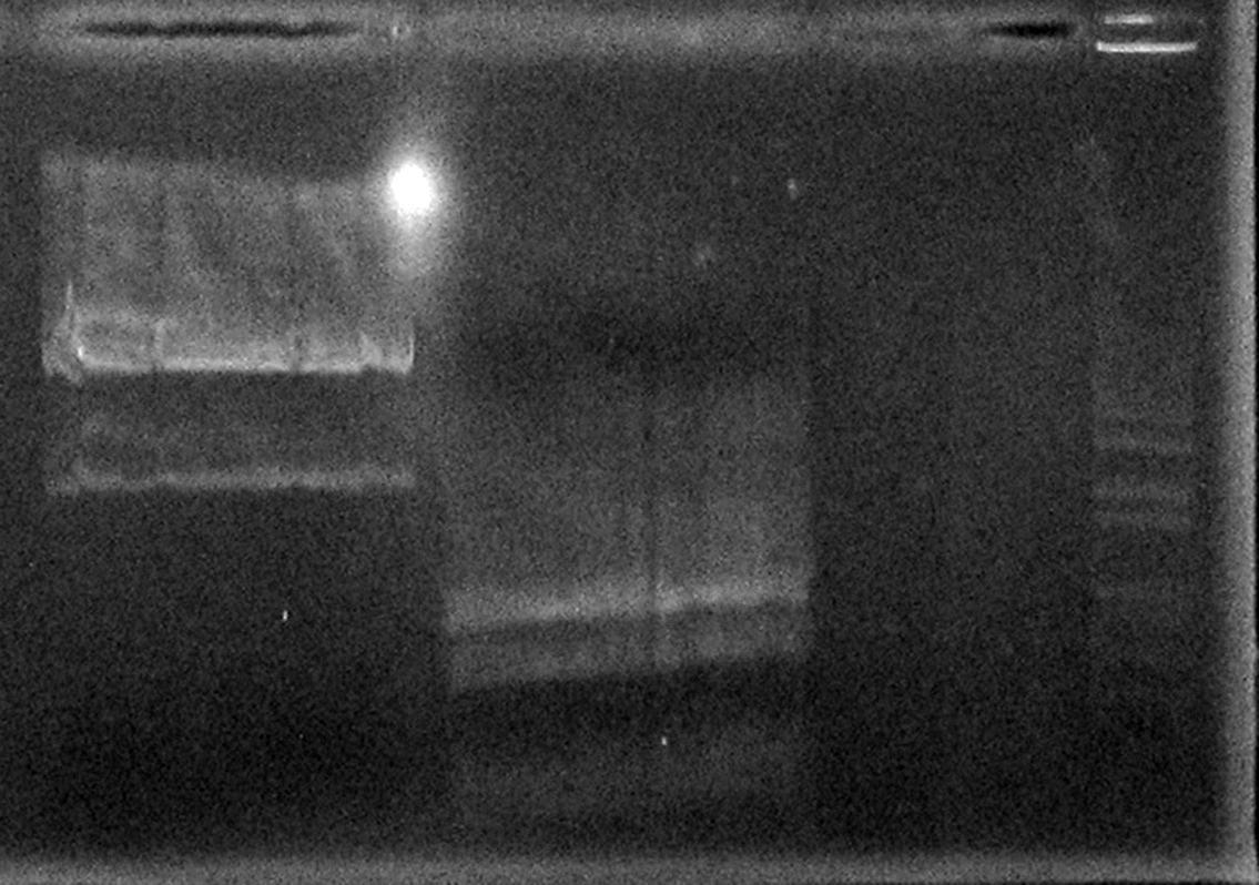 2014 분자생물학 실험사진 썸네일 이미지