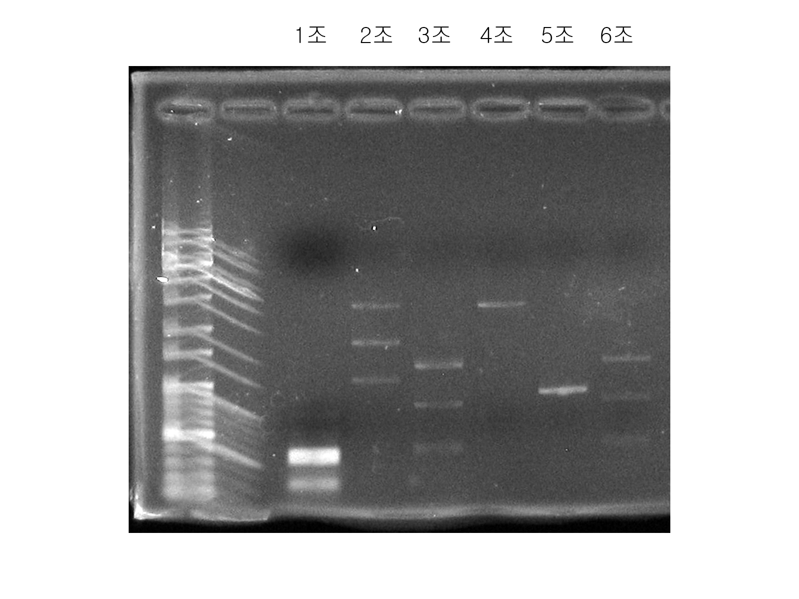 20141111 2학년 2학기 제한효소 실험 썸네일 이미지