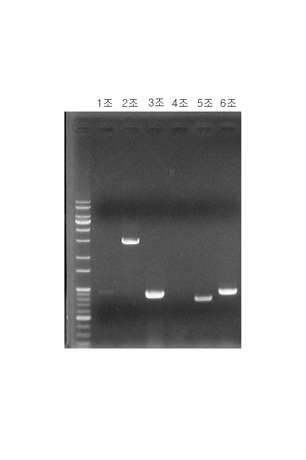 2학년 PCR 실험 결과(2014.11.05) 썸네일 이미지