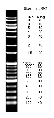 2학년 PCR 실험 결과(2014.11.05) 썸네일 이미지