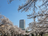 벚꽃에 둘러 쌓인 우석대 썸네일 이미지